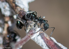 Dolichoderus niger