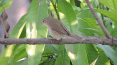 Acrocephalus