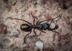 Camponotus chalceus