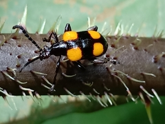 Lilioceris quadripustulata