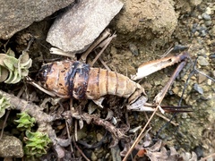 Deinacrida connectens