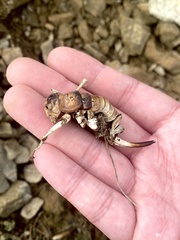 Deinacrida connectens