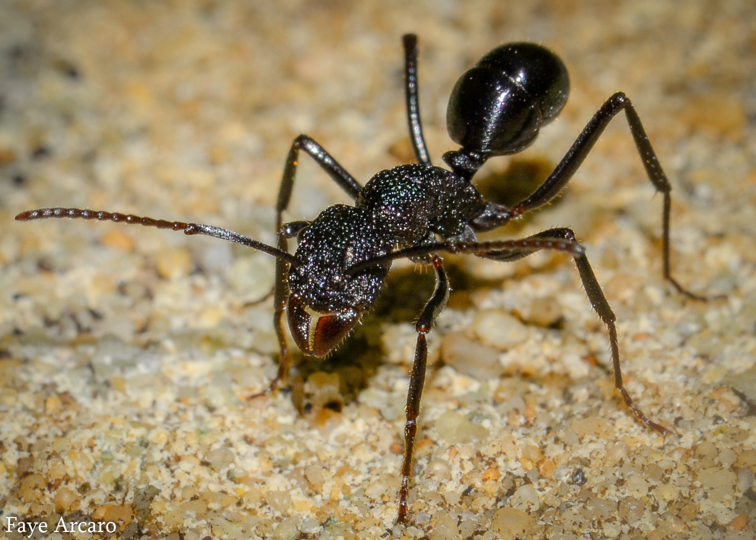 Rhytidoponera violacea