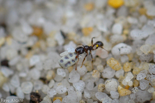Pheidole amplaPheidole ampla