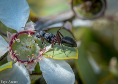 Camponotus chalceus