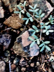 Zygophyllum pterocarpum