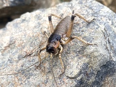 Deinacrida connectens