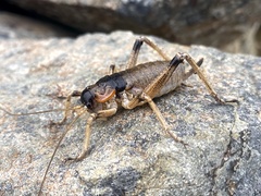 Deinacrida connectens