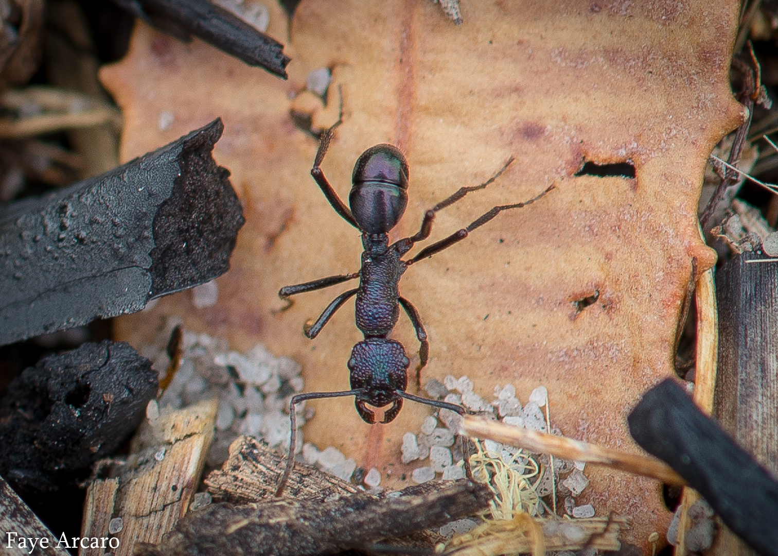 Rhytidoponera violacea