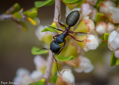 Camponotus chalceus