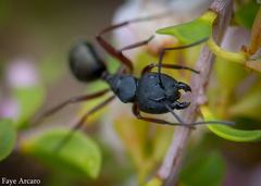 Camponotus chalceus