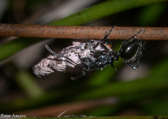 Dolichoderus niger