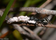 Dolichoderus niger