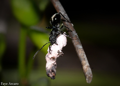Dolichoderus niger