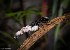 Dolichoderus niger