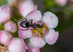 Dolichoderus niger