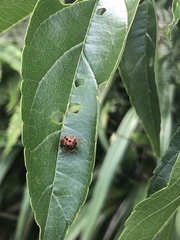 Agomadaranus pardaloides