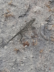 Bradypodion occidentale