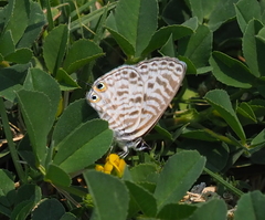 Leptotes pirithous