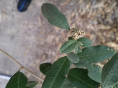 Spyridium globulosum