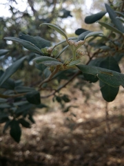 Spyridium globulosum