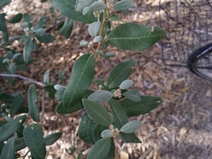 Spyridium globulosum