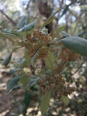 Spyridium globulosum