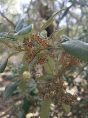 Spyridium globulosum