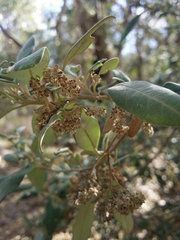 Spyridium globulosum