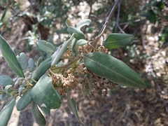 Spyridium globulosum