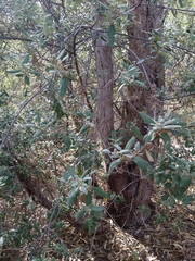 Spyridium globulosum