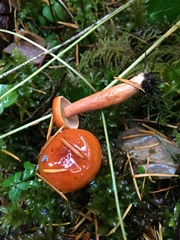 Lactarius subviscidus