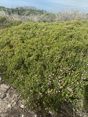 Acmadenia obtusata