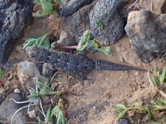 Tarentola angustimentalis