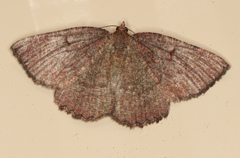Apodasmia rufonigraria
