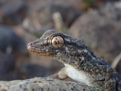 Tarentola angustimentalis