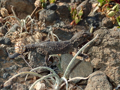 Tarentola angustimentalis
