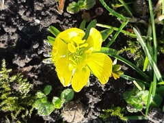 Eranthis hyemalis