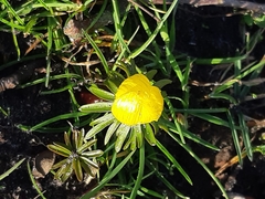 Eranthis hyemalis