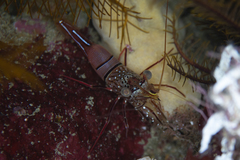 Rhynchocinetes kuiteri