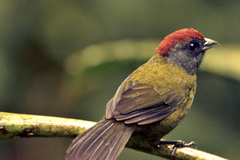 Arremon castaneiceps