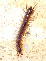 Lithobius calcaratus