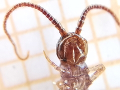 Lithobius calcaratus