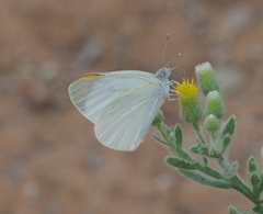 Teracolus agoye agoye