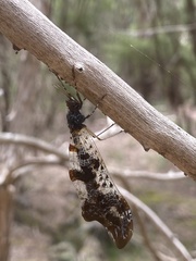 Periclystus circuiter