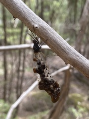 Periclystus circuiter