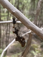 Periclystus circuiter