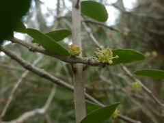 Forestiera segregata