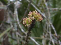 Forestiera segregata