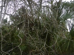 Forestiera segregata